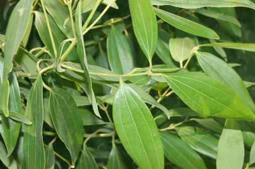 Cinnamomum Tamala Alchetron The Free Social Encyclopedia