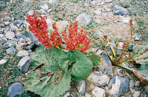 d form for export australe D. Himalayan Rhubarb, Don., Rheum Padamchaal